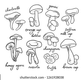 Vector outline mushrooms on white background. Healthy organic food illustrations