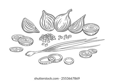 Vector outline onion illustration. Sketch onion composition. Bunch of garlic bulbs and rings. Farm vegetables for cooking. Young onion background.