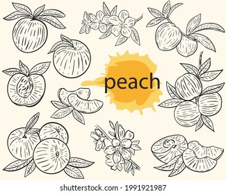 Vektorgrafik-Pfirsich. Eine Skizze aus Vollfrüchten, Halbven, auf einem Ast und Blumen. Handgezeichnete botanische Illustrationen. Schwarze Gravur. Isolierte Objekte.
