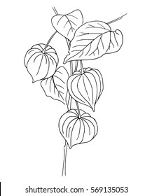 Vector outline physalis. Hand drawn illustration for coloring book, wallpaper, poster, card, textile, fabric, etc. Black contour. No color inside.