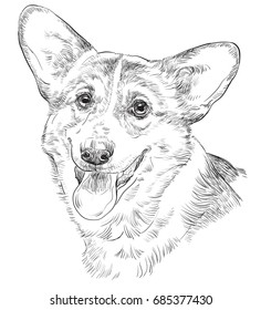 Vector outline portrait of Pembroke Welsh Corgi in black color hand drawing Illustration on white background