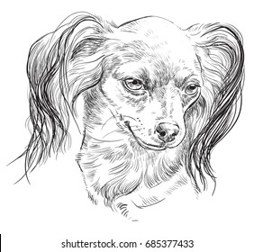 Vector outline portrait of Russian long-haired toy Terrier in black color hand drawing Illustration on white background