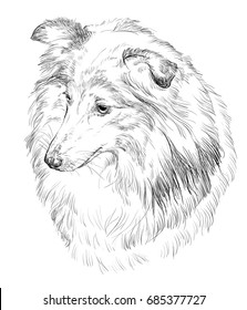 Vector outline portrait of Sheltie (Shetland Sheepdog) in black color hand drawing Illustration on white background