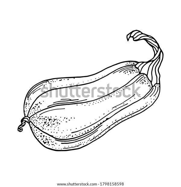 Vector outline\
pumpkin illustration. Hand drawn gourd contour isolated on white\
background. Vintage doodle Butternut squash drawing for menu,\
recipe, market, coloring book,\
decoration