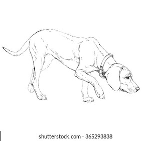 Vector Outline Realistic Hand Drawn Sketch Of Dog Sniffing At 