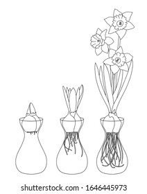 Eslabón vectorial de flores decorativas narciso aislado en fondo blanco. Elementos florales para el diseño primaveral y libro de colorantes. narciso con la bombilla. Grado de crecimiento vegetal. Dibujo a mano de perro