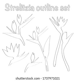 Vector outline set different kinds of strelitzia flower. Strelitzia, crane lily, bird of paradise. Outline hand drawn set design for textile, greeting cards, interior decoration.