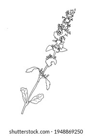 Vector outline silhouette of wild grass with small flowers isolated on white. Wildlife grasses hand drawn illustration. Design element for postcard, poster, ecology package, natural cosmetic packaging
