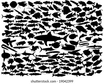 Vector outline silhouettes of various fish