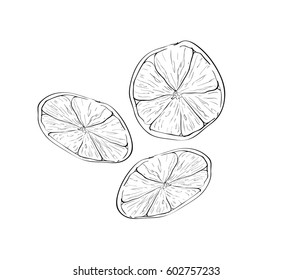 Vector outline sketch of dried citrus fruit slices
no background, flat icon