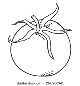 Vector Outline Sketch Tomato