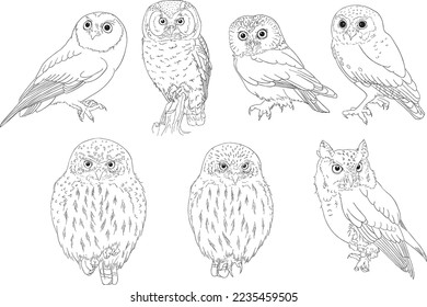 Vector Outline of Small Owls  Species (Flammulated, Boreal, Northern Saw-Whet, Elf, Northern Pygmy, Ferruginous Pygmy, Easter Screech)
