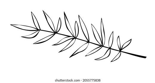Vector outline spice rosemary sprig in doodle style. Clip art for kitchen, design of packaging and wrapping paper, menus, restaurants, products