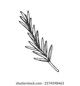 Vector outline spice rosemary sprig in doodle style. Clip art for kitchen, design of packaging and wrapping paper, menus, restaurants, products