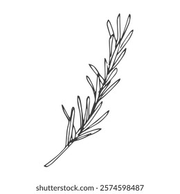 Vector outline spice rosemary sprig in doodle style. Clip art for kitchen, design of packaging and wrapping paper, menus, restaurants, products
