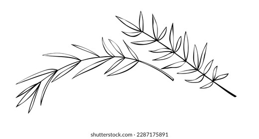 Vector outline spice rosemary sprigs in doodle style. Clip art for kitchen, design of packaging and wrapping paper, menus, restaurants, products