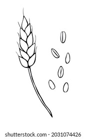 Espigón de espigón vectorial de trigo y granos aislados sobre fondo blanco. Clásico de contorno dibujado a mano en estilo doodle. Tema de los productos de panadería, harina, cosecha, acción de gracias