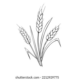 Vector outline spikelet of wheat isolated on white background. Hand drawn contour clipart in doodle style. Theme of bakery products, flour, harvest, thanksgiving.