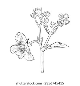 Vector outline of strawberry flowers and leaves. Hand drawn sketch of flowering strawberry plant. Vector floral elementsVector outline of strawberry flowers and leaves. Hand drawn sketch of flowering