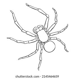 Vector outline tarantum spider icon. Contour clip art of theme of insects, animals, halloween, naturalness of nature