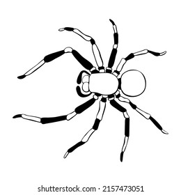 Vector outline tarantum spider icon. Contour clip art of theme of insects, animals, halloween, naturalness of nature