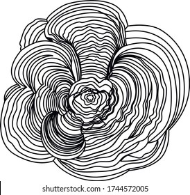 Vector outline Trametes Coriolus versicolor Turkey tail mushroom in black isolated white background  Contour medicinal Turkey tail mushroom for autumn design coloring book 