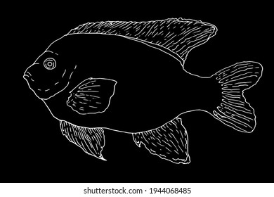 Vector outline of white color on black background of Garibaldi fish isolated elements of marine protected fish for design template. hand-drawn fish sketches