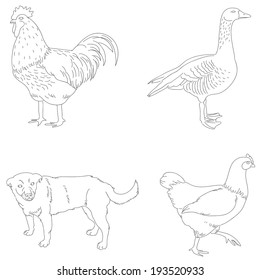 Vector outlined illustration of domestic animals. 