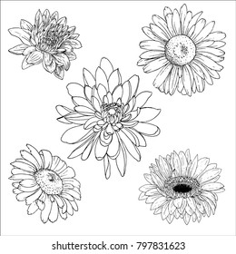 Vector outlines of various flower heads: chrysanthemum, daisy, gerbera