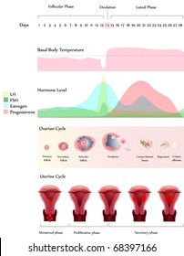 Vector Ovarian cycle and Uterine cycle. Showing ovulation, hormone levels, basal temperature.