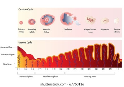 Vector Ovulation chart showing Ovarian cycle and Uterine cycle