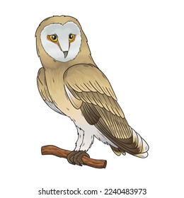 vector owl, a bird with a unique and spooky face shape