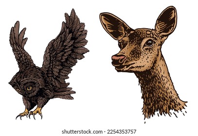 Vector owl and deer on white isolated ,color elements of forest wild life