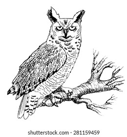 Vector owl on a branch. White and black.  Line drawing.