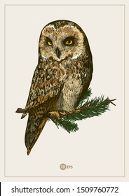 Vector owl sits on the branches of a Christmas tree.