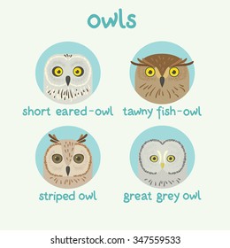 vector owls set: short eared-owl, tawny fish-owl, striped owl, great grey owl. Can be used in web design, printed on fabric/paper, as a background, or as an element in a composition