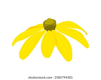 vector ox eye sunflower (heliopsis) flower isolated on white background