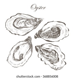vector oyster hand drawing, seafood vintage collection