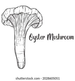 Vektorgrafik von Oyster Mushroom handgezeichnet Skizze Stil. Zeichnung der Elemente. Verwendet für Menü, Poster, Banner, Label, Logo oder bedruckte T-Shirts, etc.