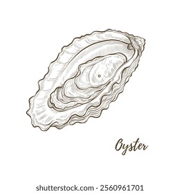 Vector oyster shell line art illustration, graphic line mollusk. Opened oyster sea food. Engraving. Ingredient. Great for menu designs, Ideal for menus, food branding, packaging and summer designs