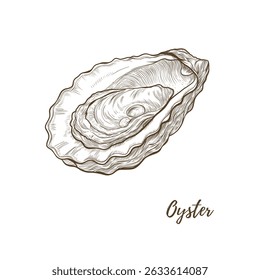 Ilustração da arte da linha da concha da ostra do vetor, molusco da linha gráfica. Comida de ostras do mar aberta. Gravura. Ingrediente. Ótimo para designs de menu, ideal para menus, marca de alimentos, embalagens e designs de verão