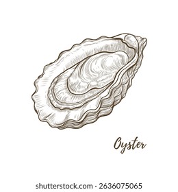 Ilustração da arte da linha da concha da ostra do vetor, molusco da linha gráfica. Comida de ostras do mar aberta. Gravura. Ingrediente. Ótimo para designs de menu, ideal para menus, marca de alimentos, embalagens e designs de verão