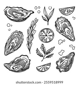 Vector oysters set. Sketch of clams, oysters, mussels. Drawn seafood. Vector illustration