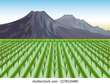Vector paddy, rice field, rural summer, mountain landscape. countryside view living concept graphic illustration. cartoon nature concept