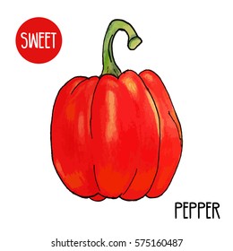 vector paint hand drawn illustration of sweet red bell pepper on white background. Paprika