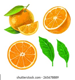 vector paint hand drawn picture of orange