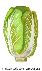 vector paint hand drawn picture of Chinese Cabbage