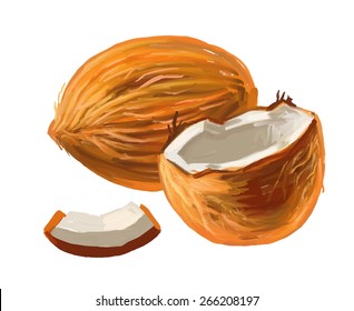 vector paint hand drawn picture of coconut