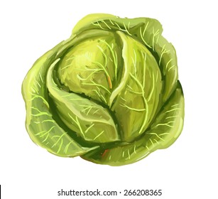 vector paint hand drawn picture of cabbage