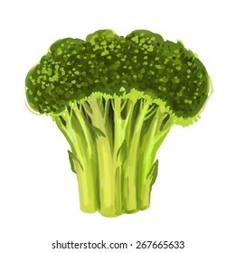 vector paint hand drawn picture of broccoli